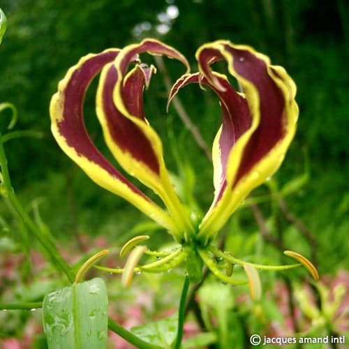 Buy Gloriosa superba 'Carsonii' Bulbs online UK