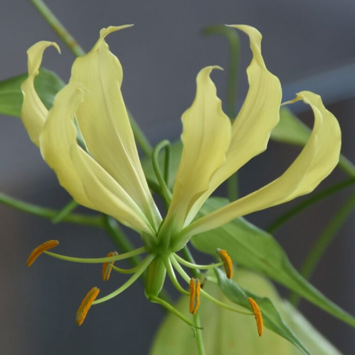 Buy Gloriosa superba 'Greenii' Bulbs online UK