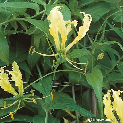 Buy Gloriosa superba 'Lutea' Bulbs online UK