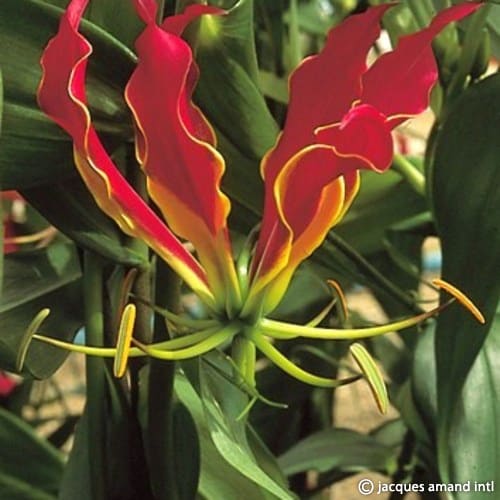 Buy Gloriosa superba 'Rothschildiana' Bulbs online UK