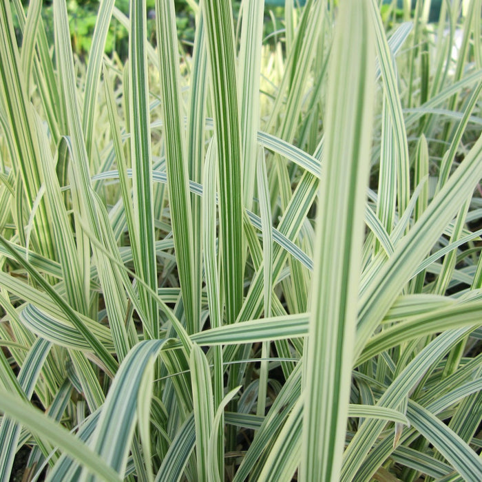 Buy Glyceria maxima 'Variegata' (Variegated Reed Sweet Grass) online UK