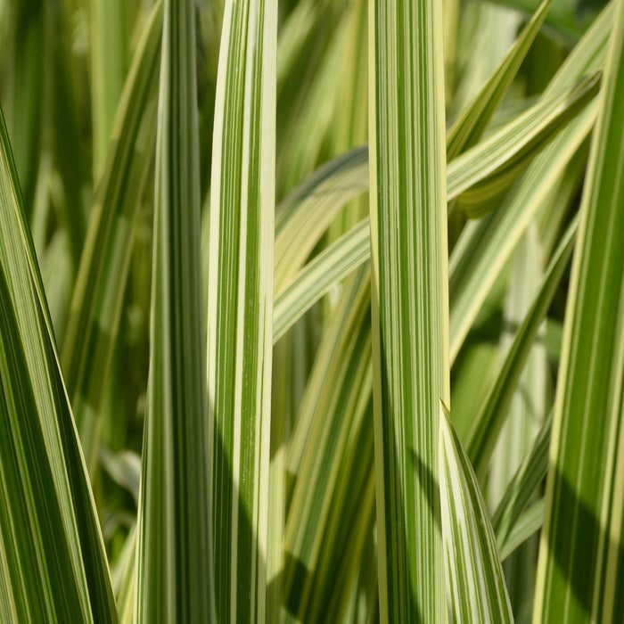 Buy Glyceria maxima 'Variegata' (Variegated Reed Sweet Grass) online UK