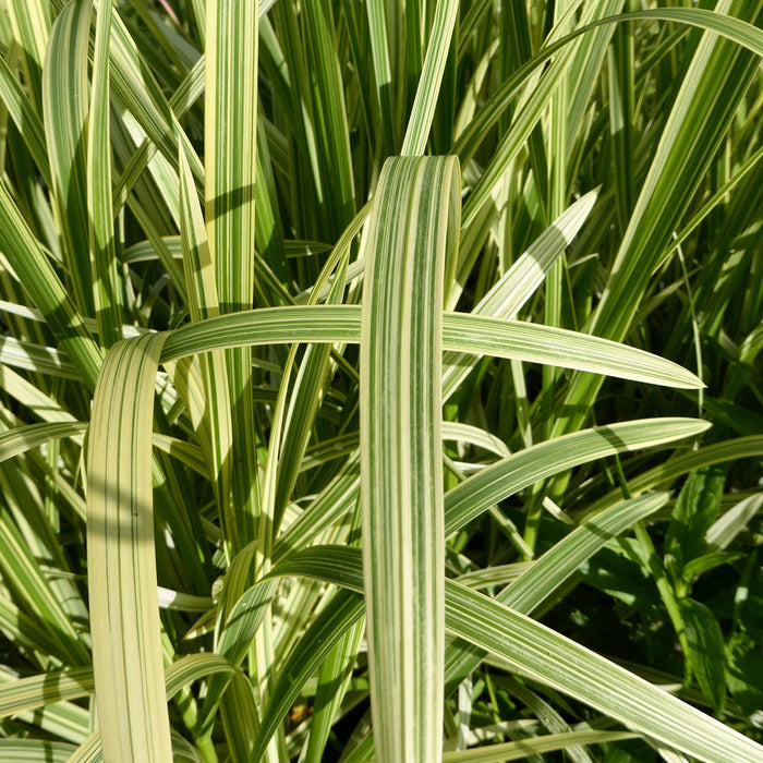 Buy Glyceria maxima 'Variegata' (Variegated Reed Sweet Grass) online UK