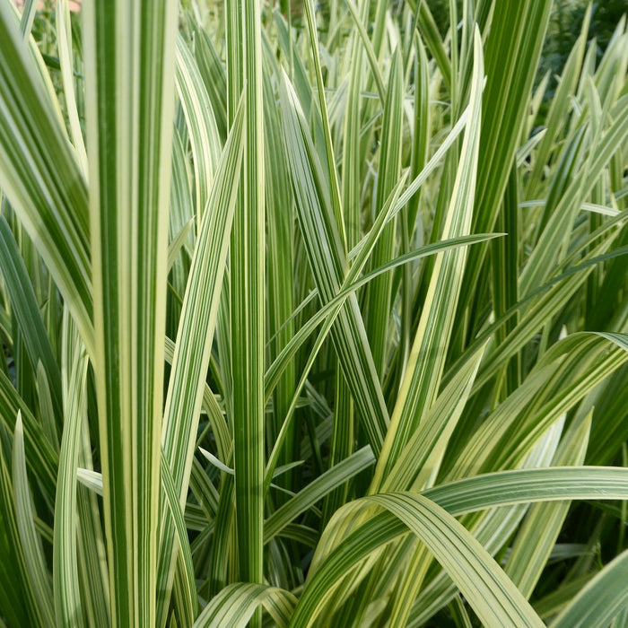 Buy Glyceria maxima 'Variegata' (Variegated Reed Sweet Grass) online UK