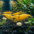Goldback Yellow Neocaridina Shrimp