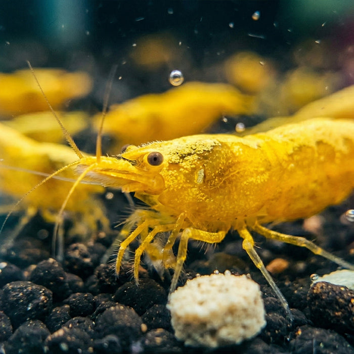 Goldback Yellow Neocaridina Shrimp