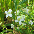 Buy Gratiola officinalis (Summer Snowflake) online UK