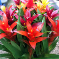 Buy Guzmania sp. (Tufted Airplant) - Mixed Colours online UK