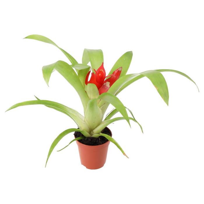 Buy Guzmania sp. (Tufted Airplant) - Mixed Colours online UK