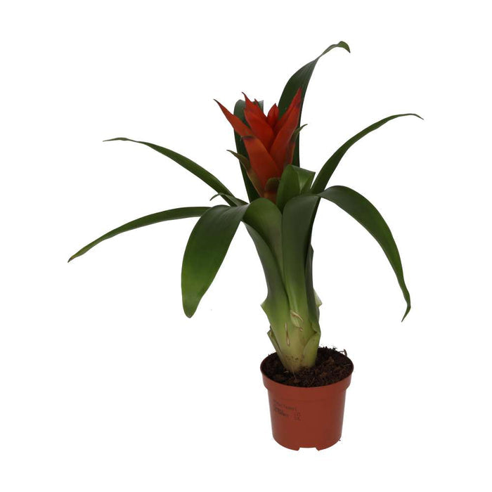 Buy Guzmania sp. (Tufted Airplant) - Mixed Colours online UK