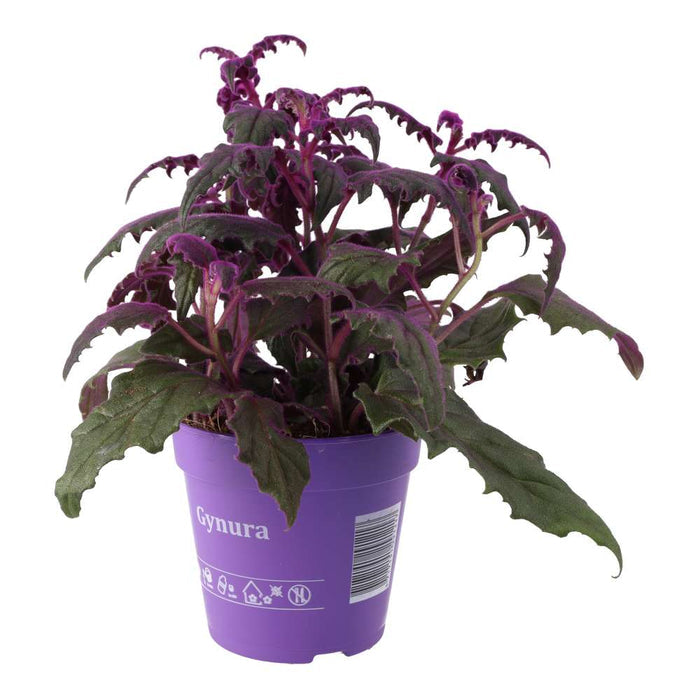 Buy Gynura aurantiaca (Purple Velvet Plant) online UK