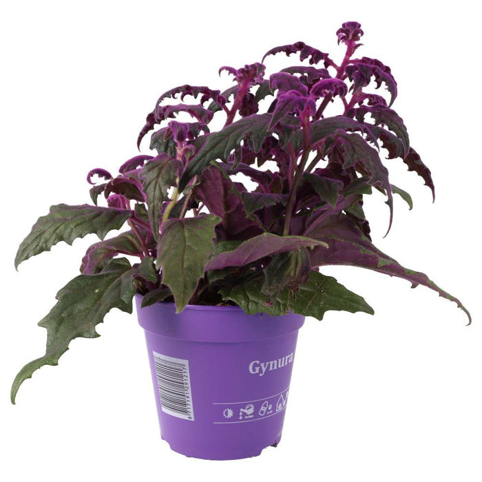 Buy Gynura aurantiaca (Purple Velvet Plant) online UK