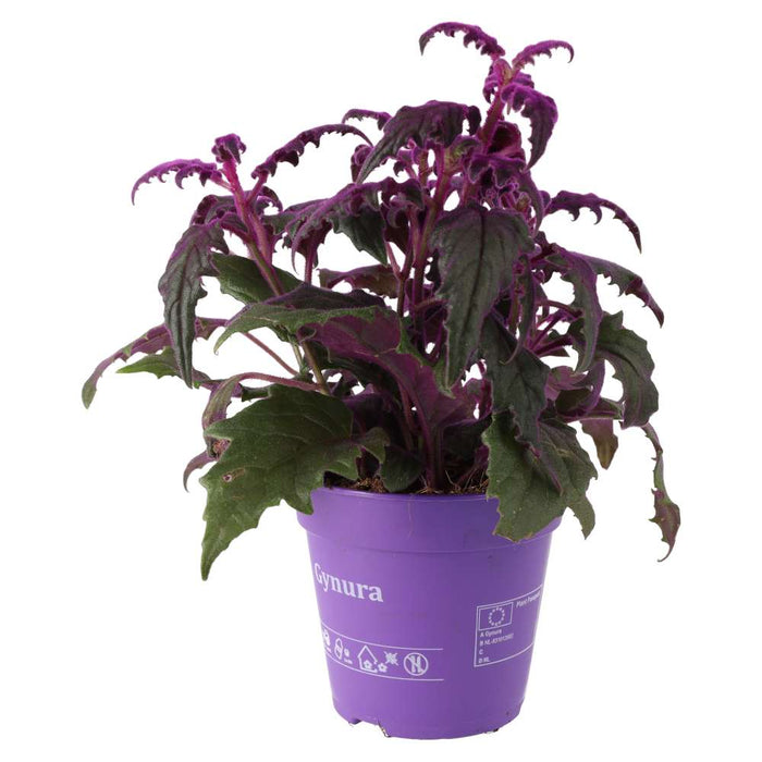 Buy Gynura aurantiaca (Purple Velvet Plant) online UK