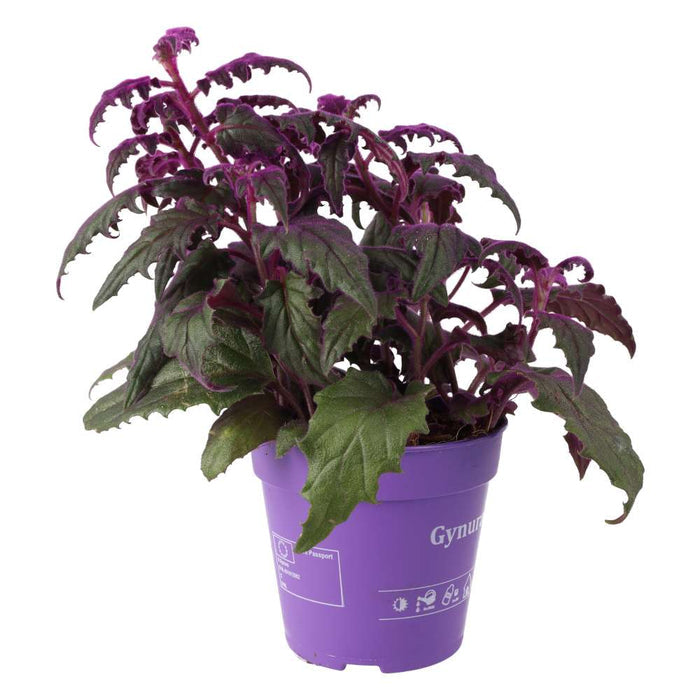Buy Gynura aurantiaca (Purple Velvet Plant) online UK