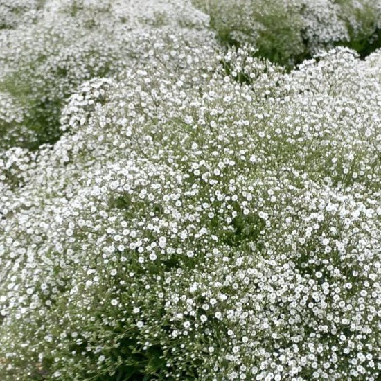 Buy Gypsophila paniculata 'Summer Sparkles' online UK