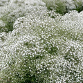 Buy Gypsophila paniculata 'Summer Sparkles' online UK