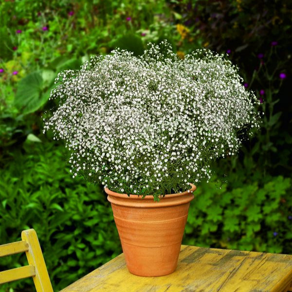 Buy Gypsophila paniculata 'Summer Sparkles' online UK