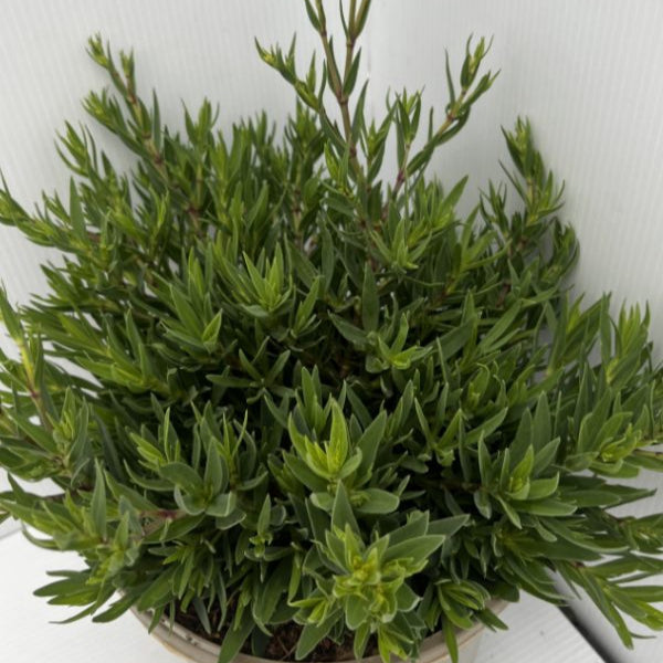 Buy Gypsophila paniculata 'Summer Sparkles' online UK