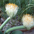 Buy Haemanthus albiflos (Paintbrush) Bulbs online UK