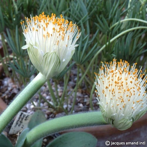 Buy Haemanthus albiflos (Paintbrush) Bulbs online UK
