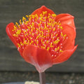 Buy Haemanthus coccineus (Cape Tulip) Bulbs online UK