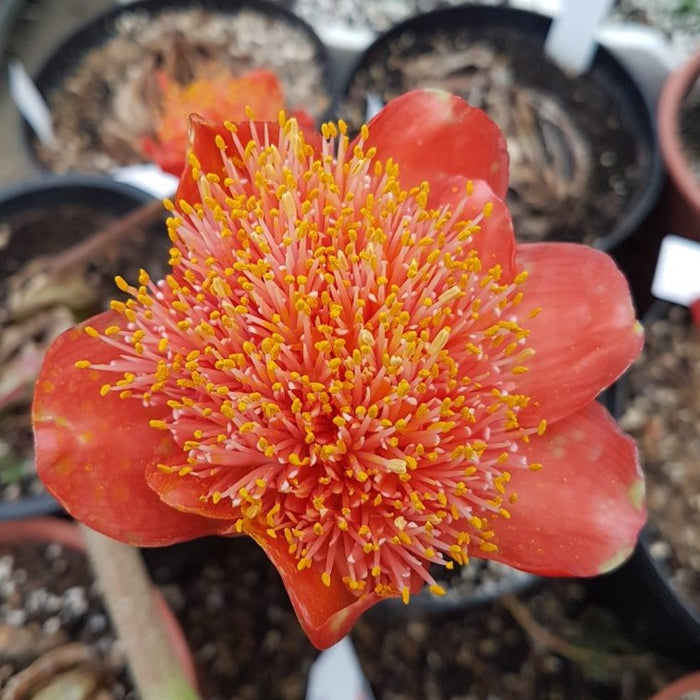 Buy Haemanthus coccineus (Cape Tulip) Bulbs online UK