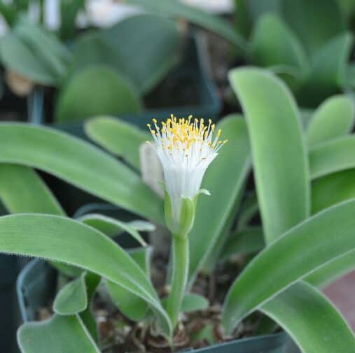 Buy Haemanthus pauciflorus (Few-leaved Blood Lily) Bulbs online UK