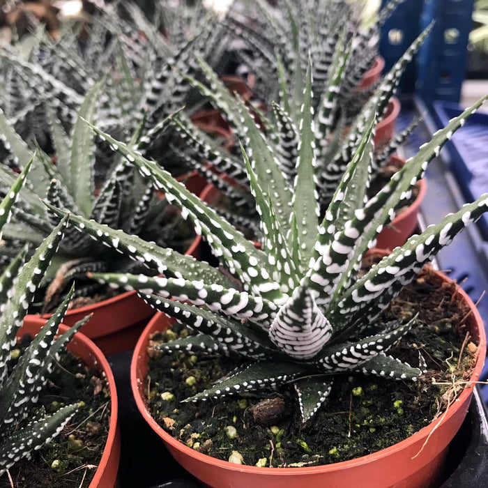 Buy Haworthia fasciata (Zebra Plant) online UK