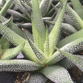 Buy Haworthia fasciata (Zebra Plant) online UK