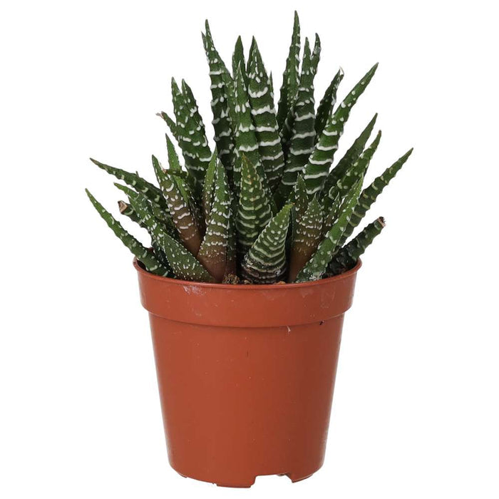 Buy Haworthia fasciata (Zebra Plant) online UK