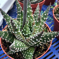 Buy Haworthia margaritifera (Pearl Plant) online UK