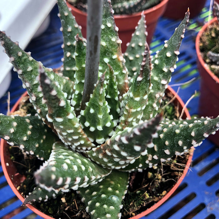 Buy Haworthia margaritifera (Pearl Plant) online UK