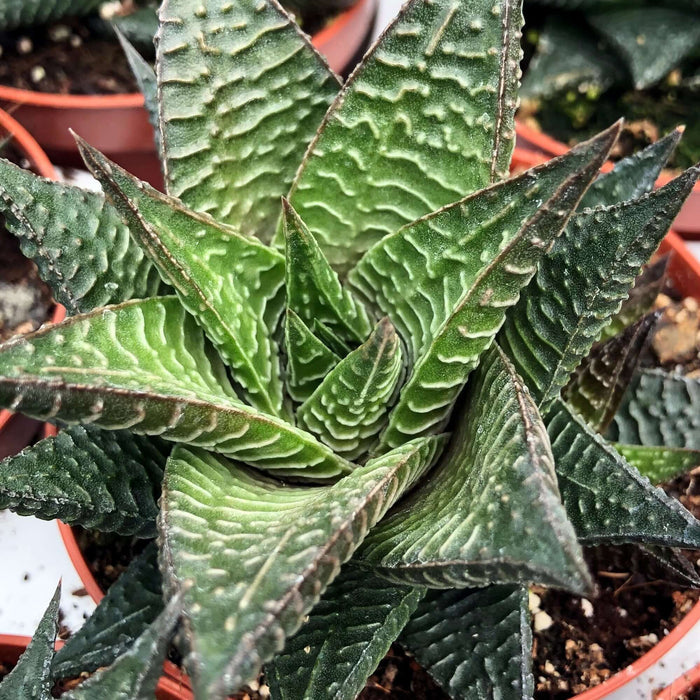Buy Haworthiopsis limifolia (Fairy Washboard) online UK