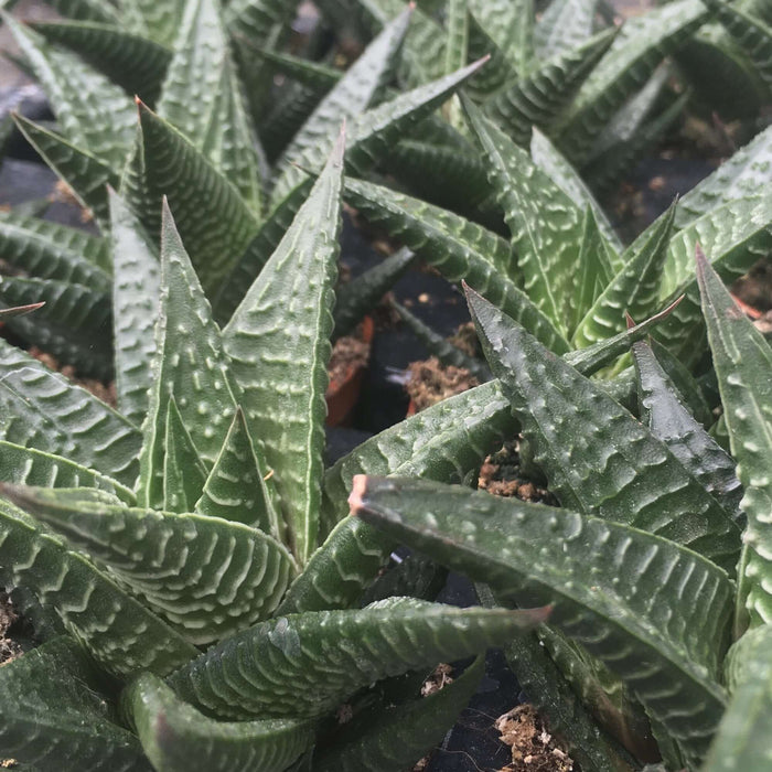 Buy Haworthiopsis limifolia (Fairy Washboard) online UK