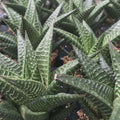 Buy Haworthiopsis limifolia (Fairy Washboard) online UK