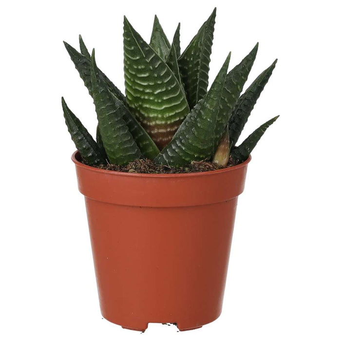 Buy Haworthiopsis limifolia (Fairy Washboard) online UK