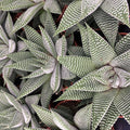 Buy Haworthiopsis limifolia 'Spider White' online UK
