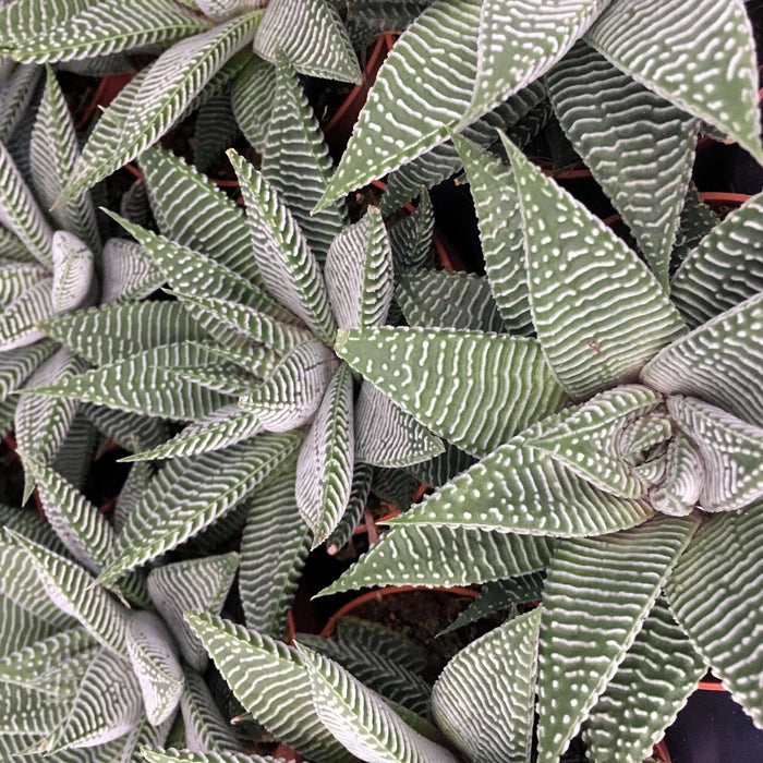 Buy Haworthiopsis limifolia 'Spider White' online UK