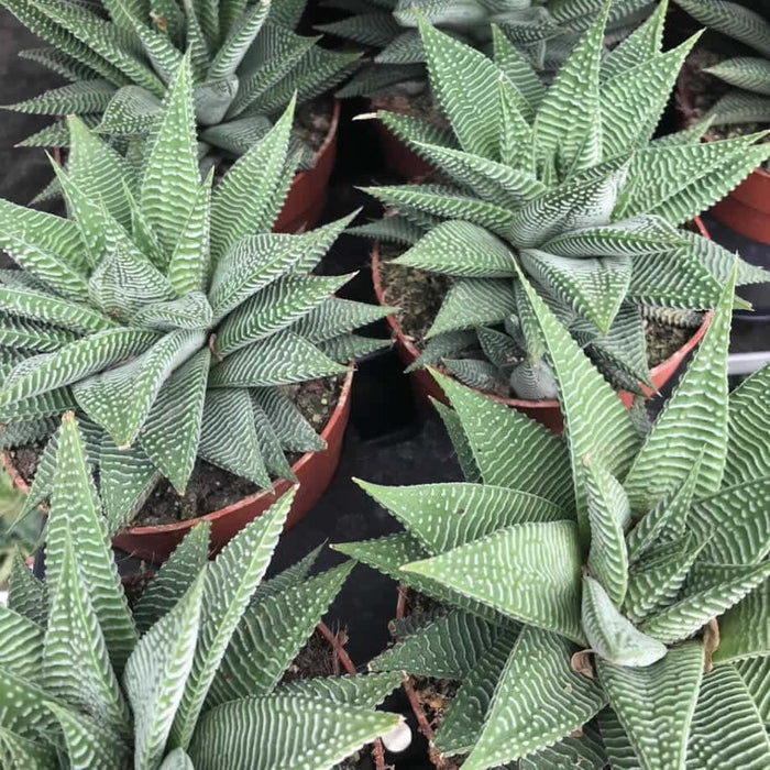 Buy Haworthiopsis limifolia 'Spider White' online UK
