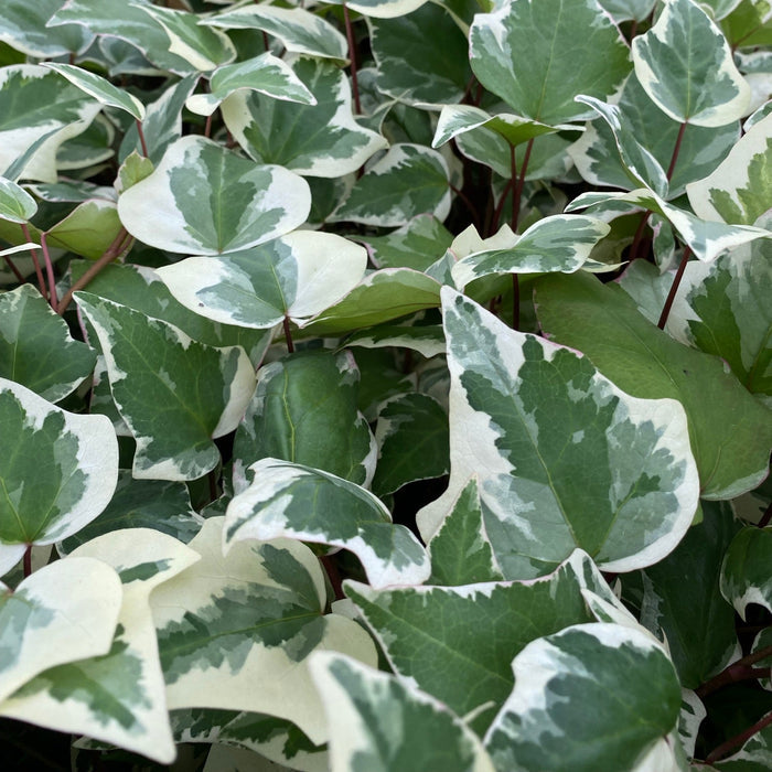 Buy Hedera canariensis 'Gloire De Marengo' online UK