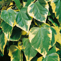 Buy Hedera colchica 'Dentata' online UK