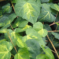Hedera colchica 'Paddy's Pride' green leaves with light green veins