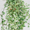Buy Hedera helix 'Adam' online UK