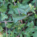 Buy Hedera helix 'Atropurpurea' online UK