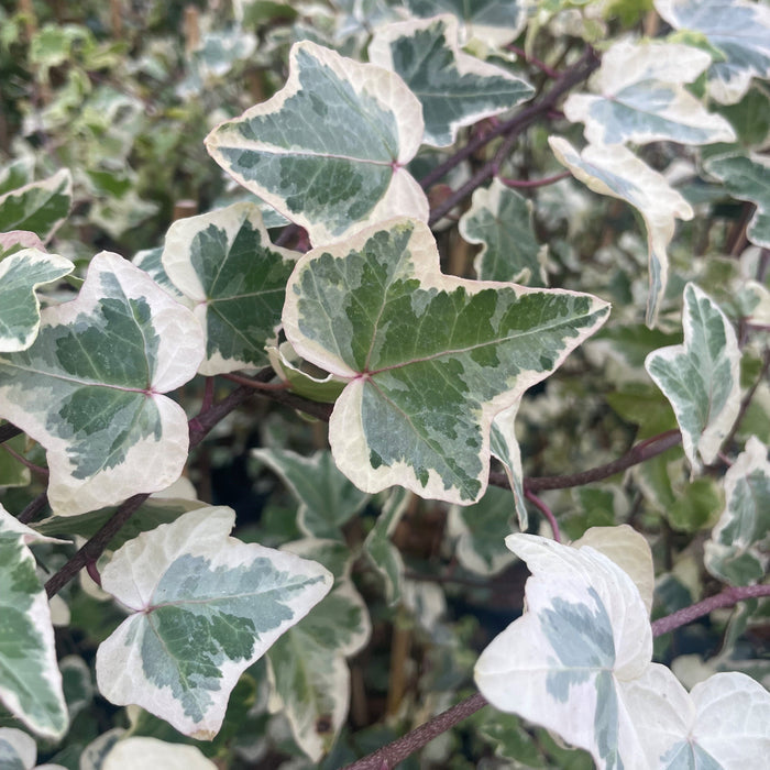 Buy Hedera 'Clotted Cream' online UK