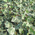 Buy Hedera helix 'Glacier' online UK