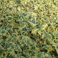 Buy Hedera helix 'Goldchild' online UK