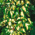 Buy Hedera helix 'Goldheart' online UK