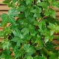 Buy Hedera helix 'Green Ripple' online UK