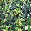 Buy Hedera helix 'Hibernica' online UK
